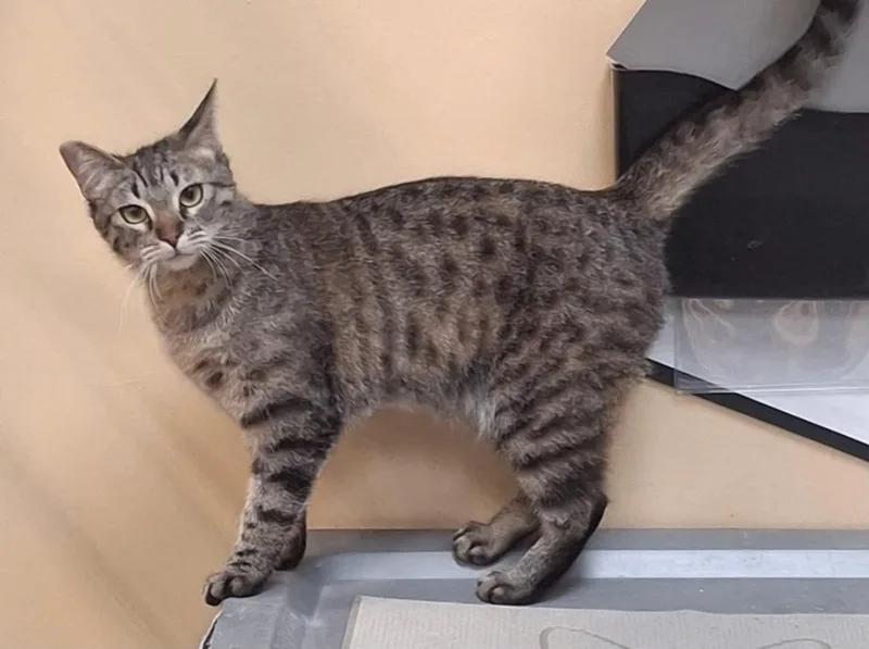 A young small-sized female Domestic Short Hair cat named Savannah for adoption in Las Vegas, NV