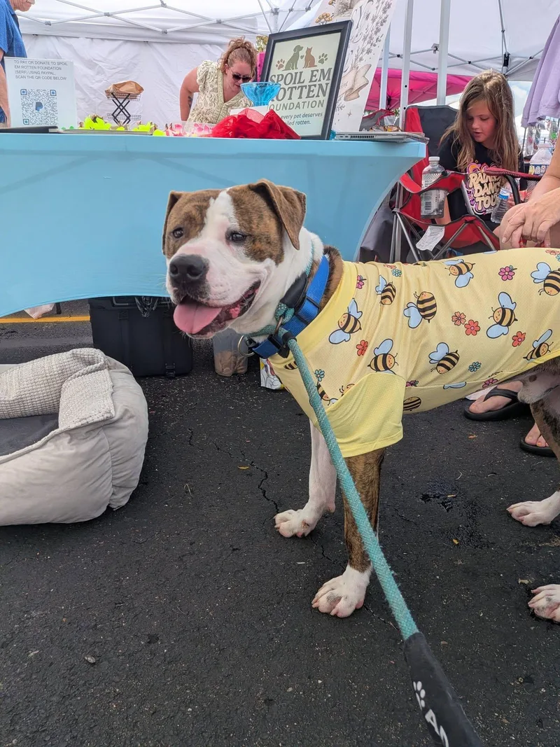 A young medium-sized male Bullmastiff dog named Titan for adoption in Cincinnati, OH