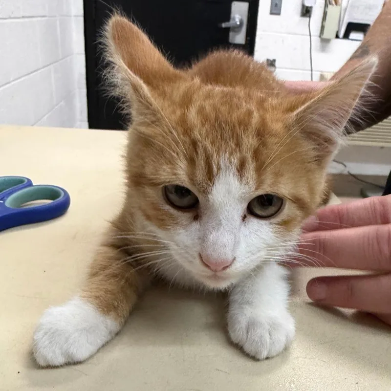 A baby small-sized male Orange / Red Domestic Short Hair cat named Huckleberry for adoption in Ardmore, OK