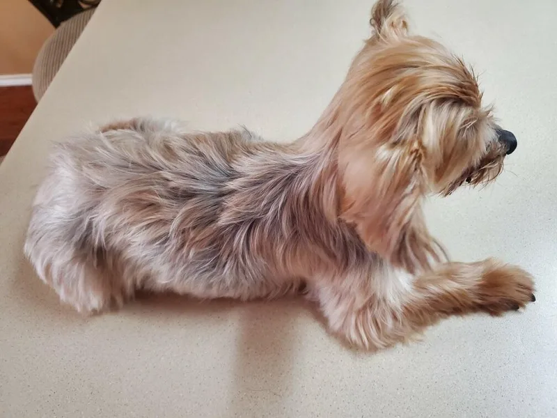 Bella