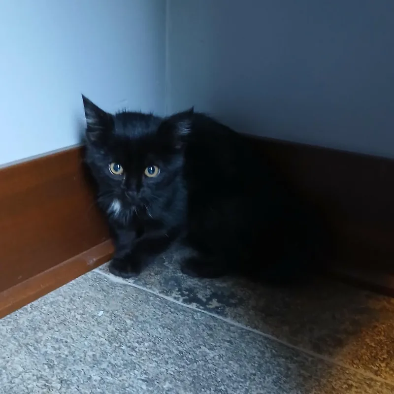 A baby small-sized male Black Domestic Medium Hair cat named Mr. Fierce for adoption in Rochester, MN
