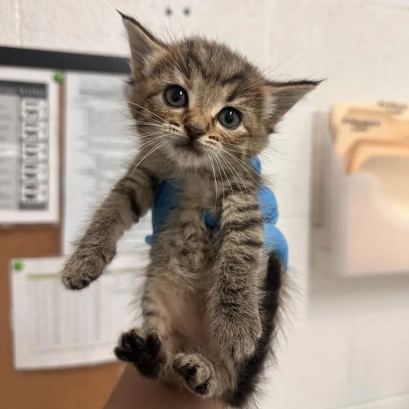 A baby small-sized female Brown / Chocolate Domestic Short Hair cat named Sandra for adoption in Edinburg, TX