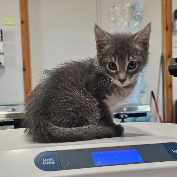 A baby small-sized male Gray / Blue / Silver Domestic Short Hair cat named Kevin for adoption in Harlingen, TX