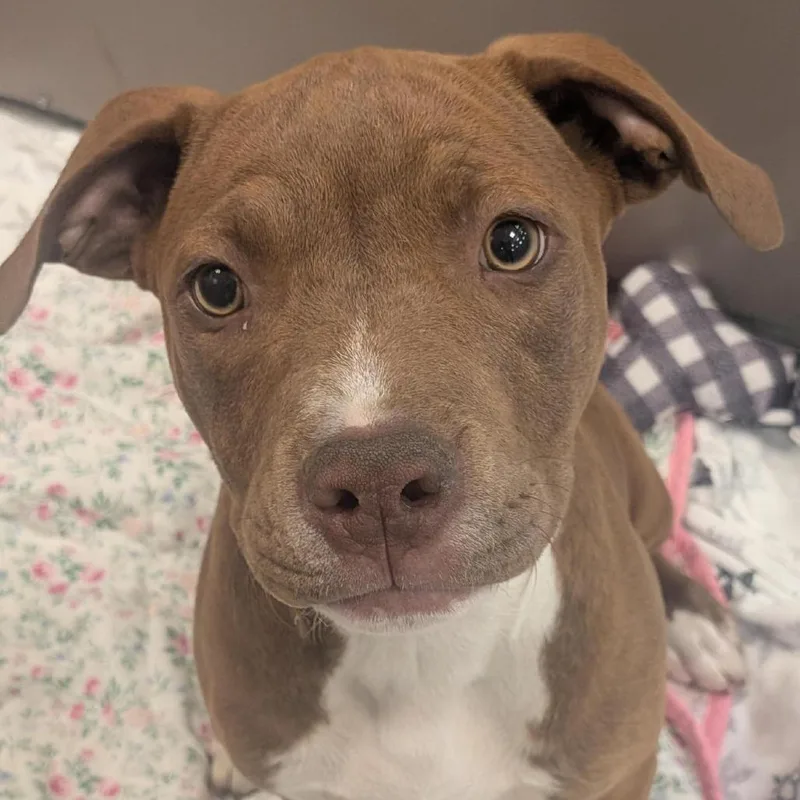 A baby medium-sized female Brown / Chocolate Mixed Breed dog named Montana for adoption in Washington Township, OH