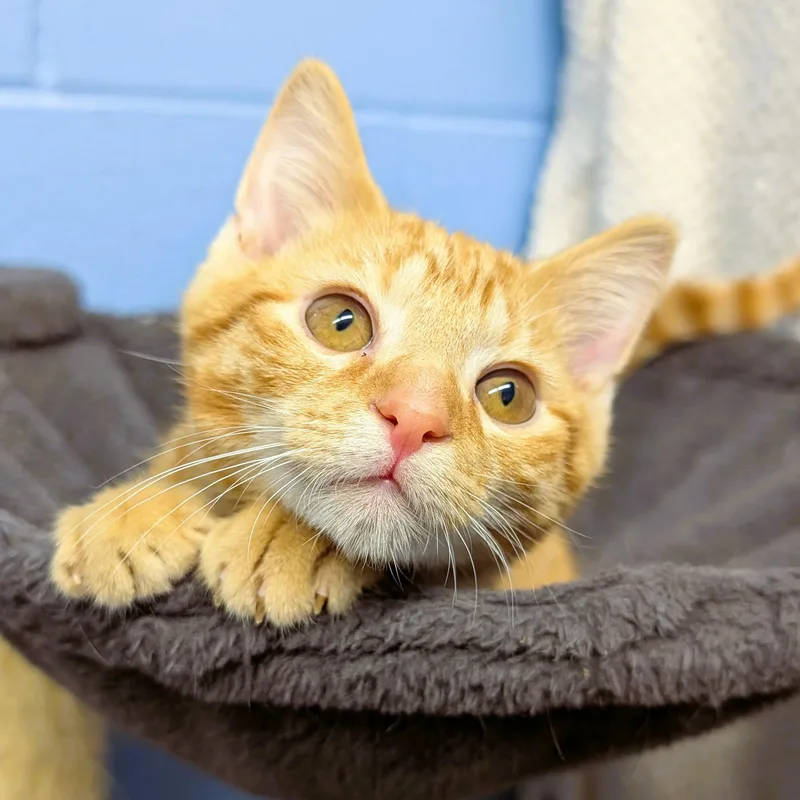 A baby medium-sized male Tabby (Orange / Red) Domestic Short Hair cat named Chip for adoption in Lowell, AR