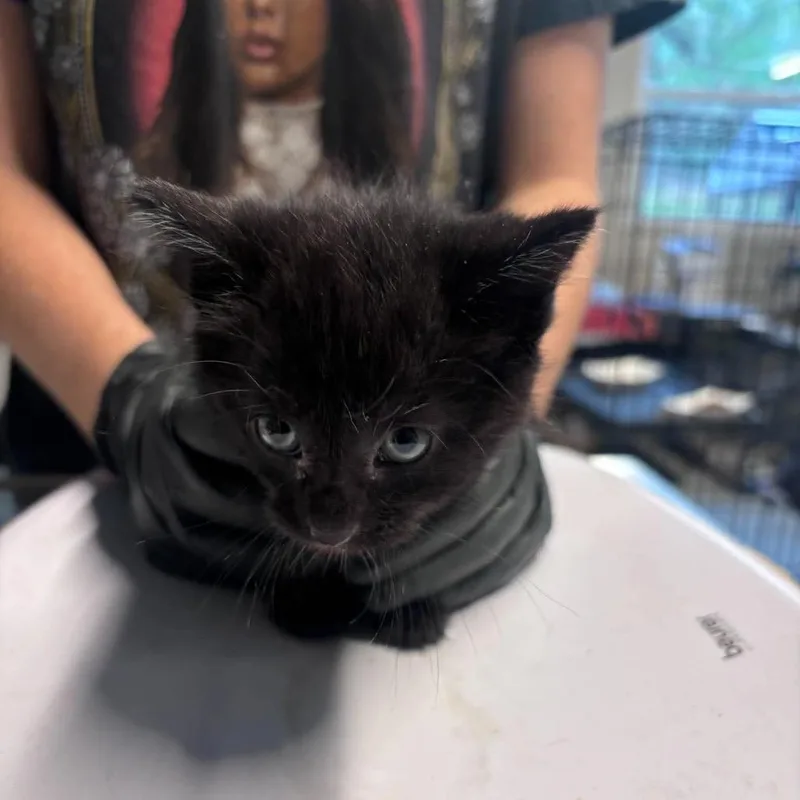 A baby small-sized male Black American Shorthair cat named Carl for adoption in Huntington, WV