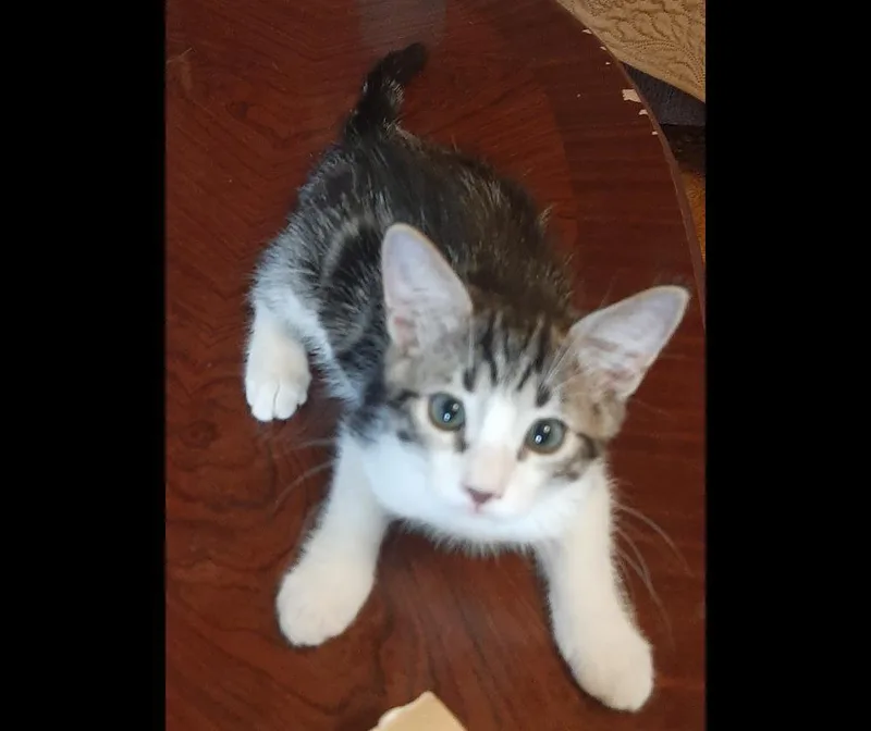 A baby medium-sized male Gray / Blue / Silver Tabby cat named Harry JR for adoption in Redlands, CA