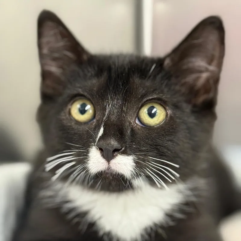 A baby small-sized female Black Domestic Short Hair cat named Carolina for adoption in Perkiomenville, PA