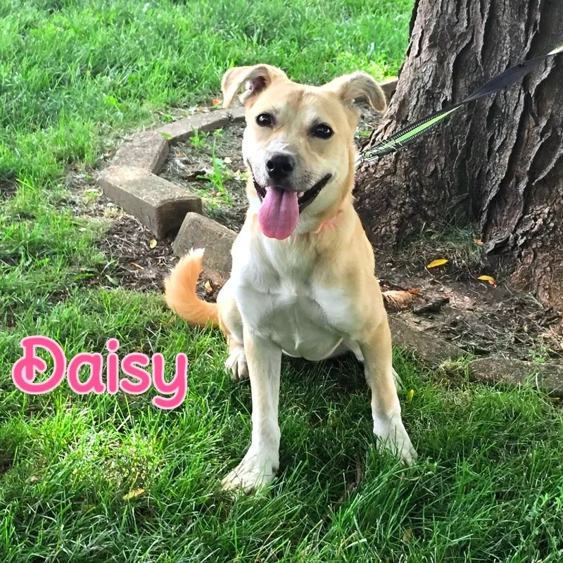 A baby medium-sized female Yellow / Tan / Blond / Fawn Mixed Breed dog named Daisy for adoption in Joliet, IL