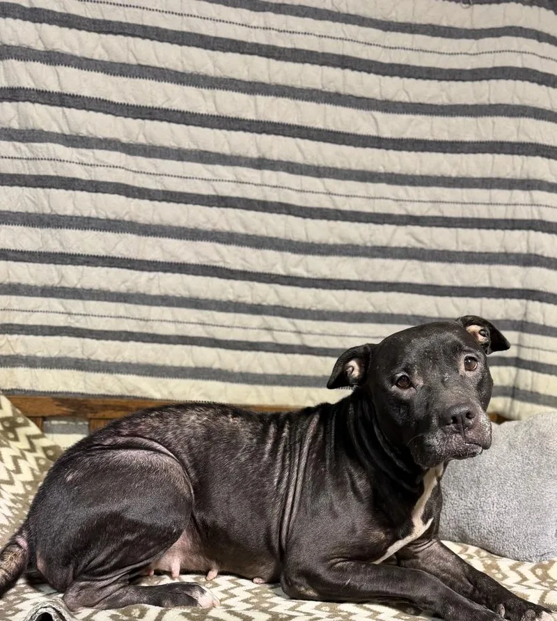 An adult large-sized female Black Staffordshire Bull Terrier dog named Peanut for adoption in Opelousas, LA