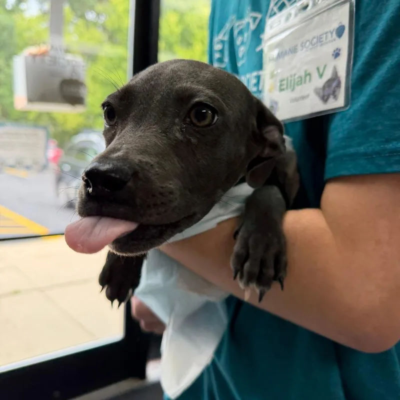 A baby small-sized female Mixed Breed dog named Foo for adoption in Grand Rapids, MI