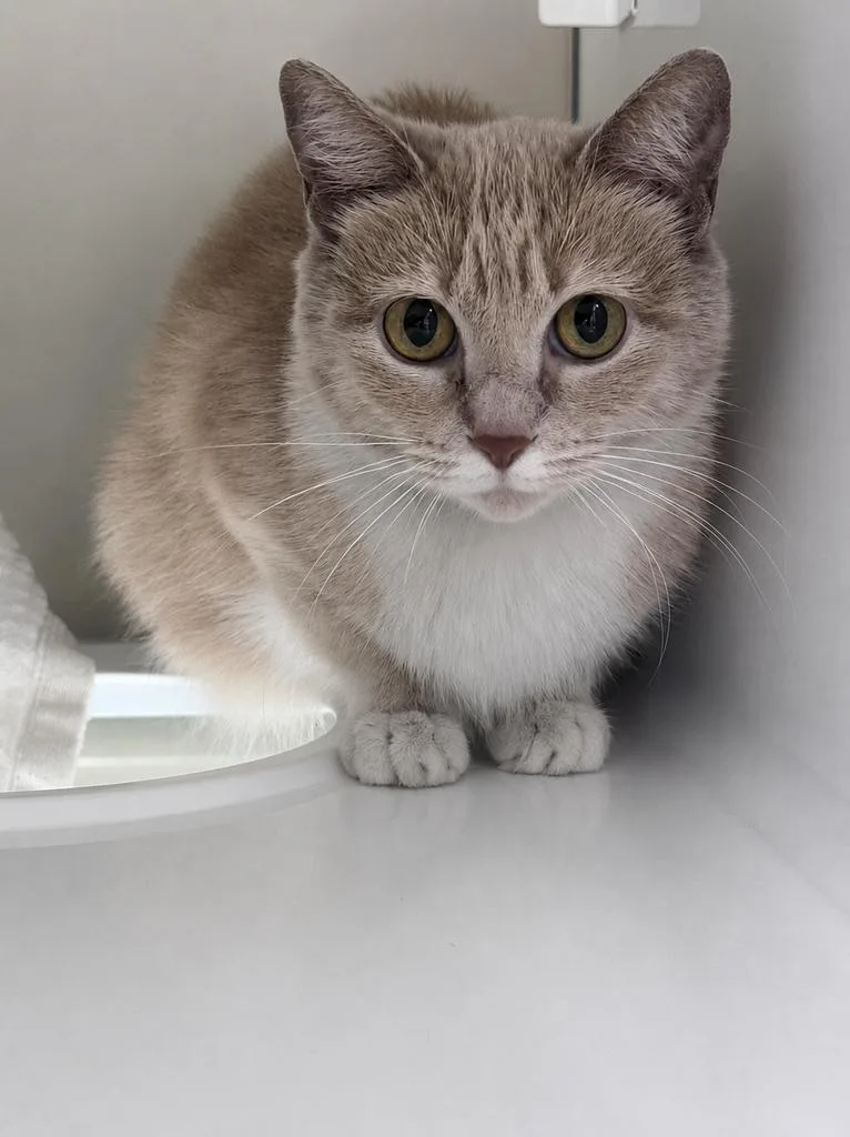 An adult small-sized female Domestic Short Hair cat named Beth for adoption in Saint Paul, MN