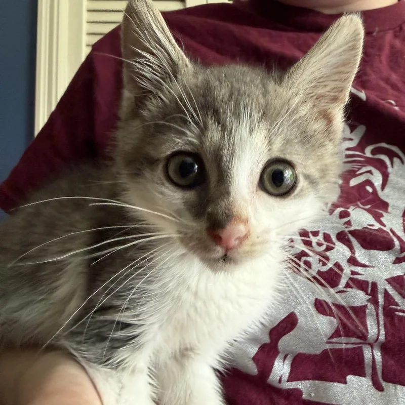 A baby small-sized male Gray / Blue / Silver Domestic Short Hair cat named Oliver for adoption in La Grange, KY