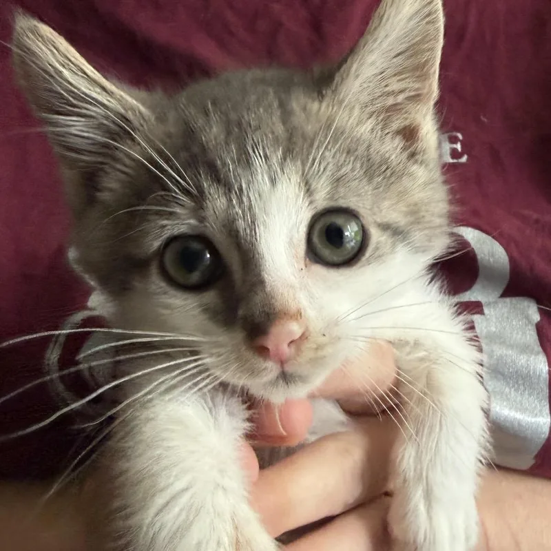 Oliver thumbnail 3