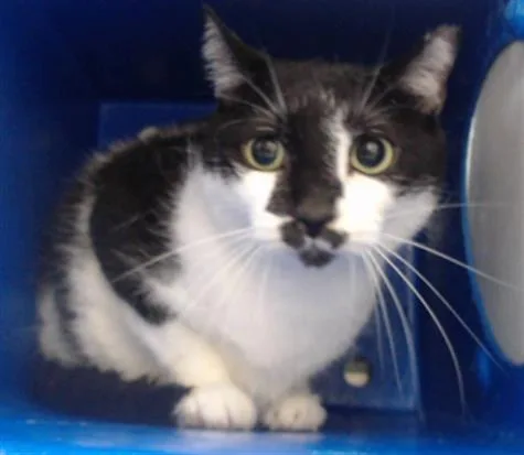 A young small-sized male Domestic Short Hair cat named Stanley for adoption in Orlando, FL