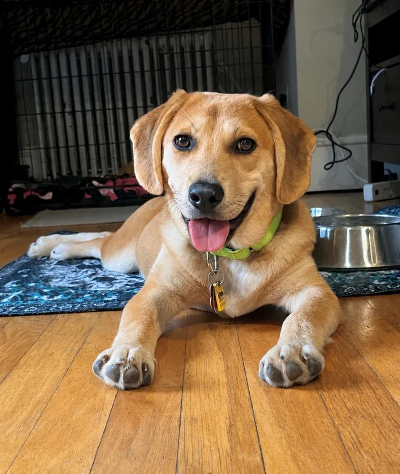 A baby large-sized female Beagle dog named Linguine for adoption in Princeton, MA