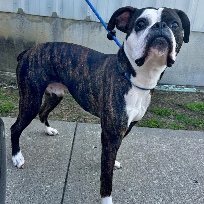 A young medium-sized male Brindle Boxer dog named Maverick for adoption in Warrensburg, MO