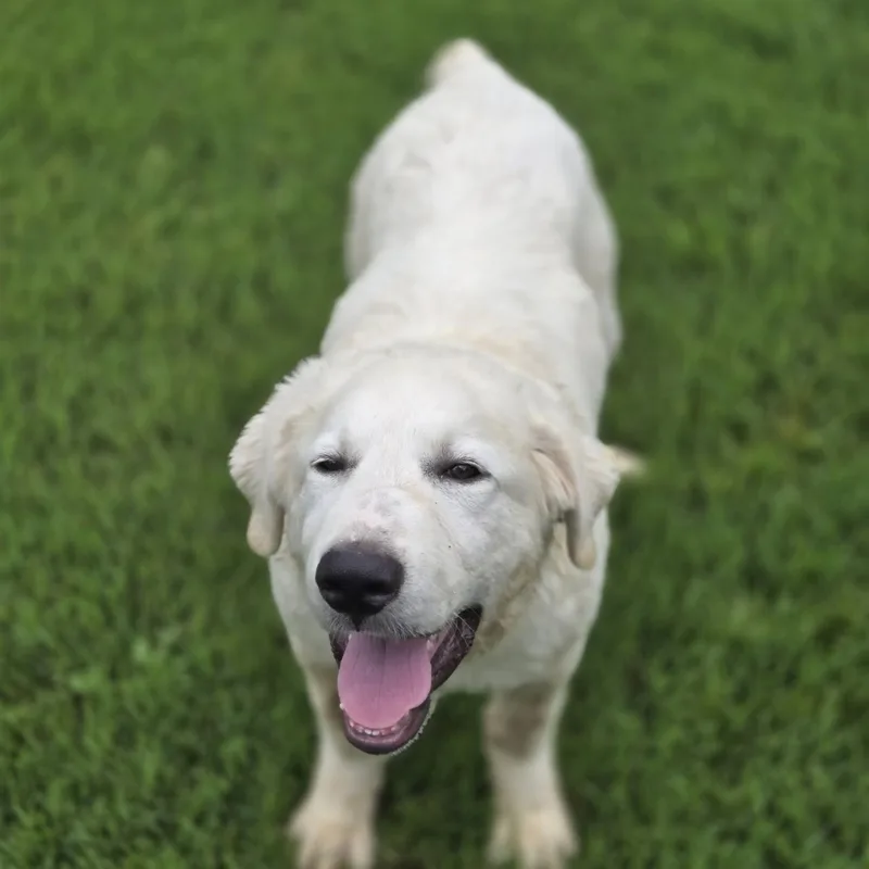 A baby large-sized male White / Cream Great Pyrenees dog named Grizzly for adoption in Mansfield, TX