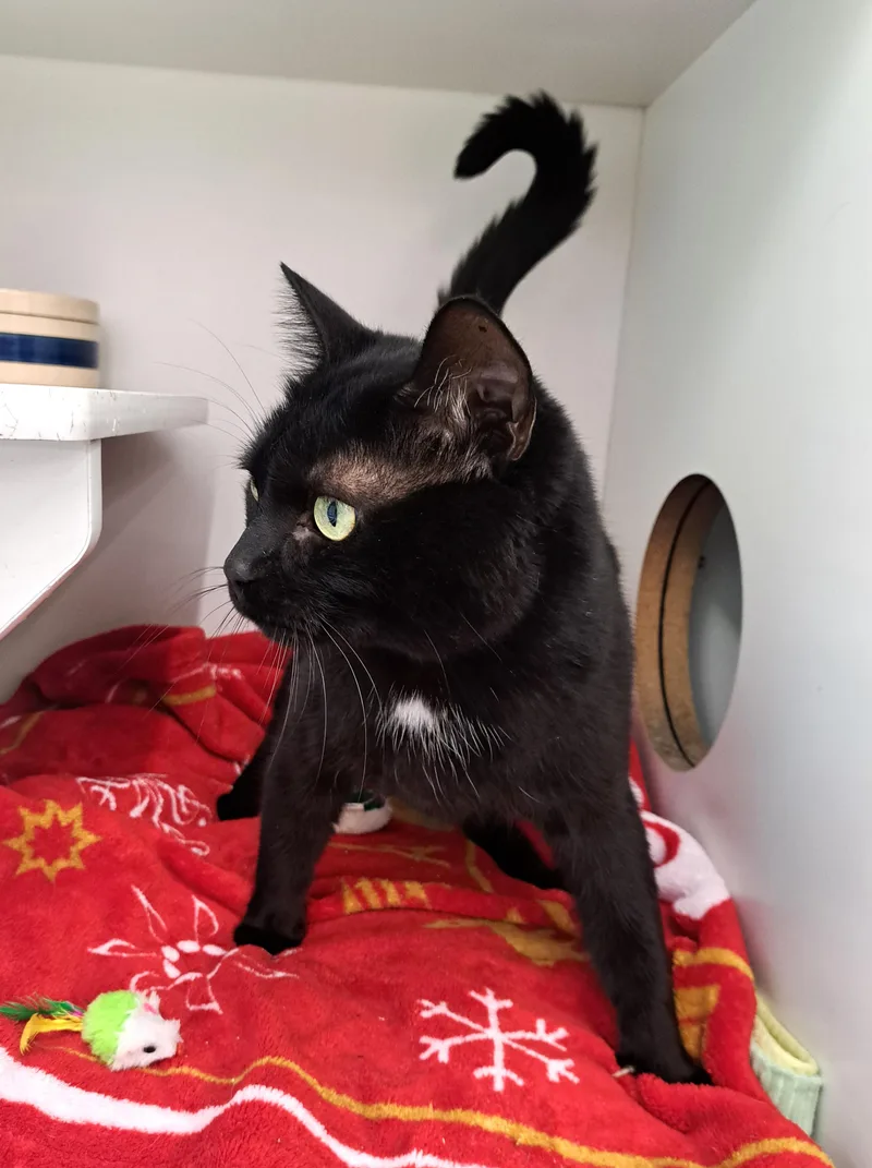 A young large-sized male Black Domestic Short Hair cat named Dave for adoption in New Albany, OH