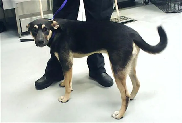 A young small-sized male German Shepherd Dog dog named Rainer for adoption in Fayetteville, NC