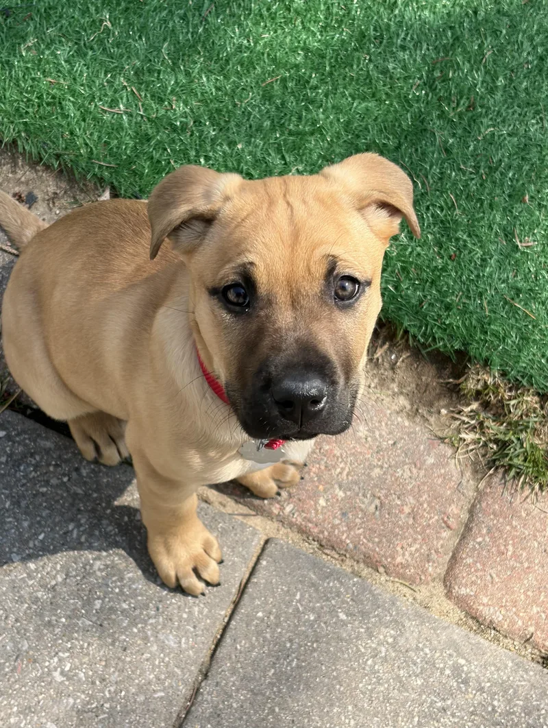 A baby medium-sized female Mountain Cur dog named Midge for adoption in Oxford, MI