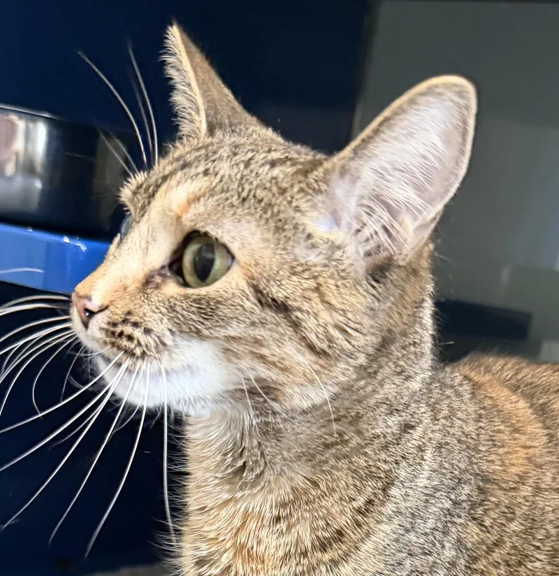 A young medium-sized female Brown / Chocolate Domestic Short Hair cat named Luna May for adoption in Sault Sainte Marie, MI