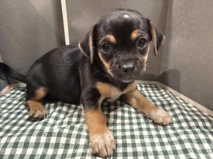 A baby small-sized female Mixed Breed dog named Venus for adoption in Pleasanton, CA