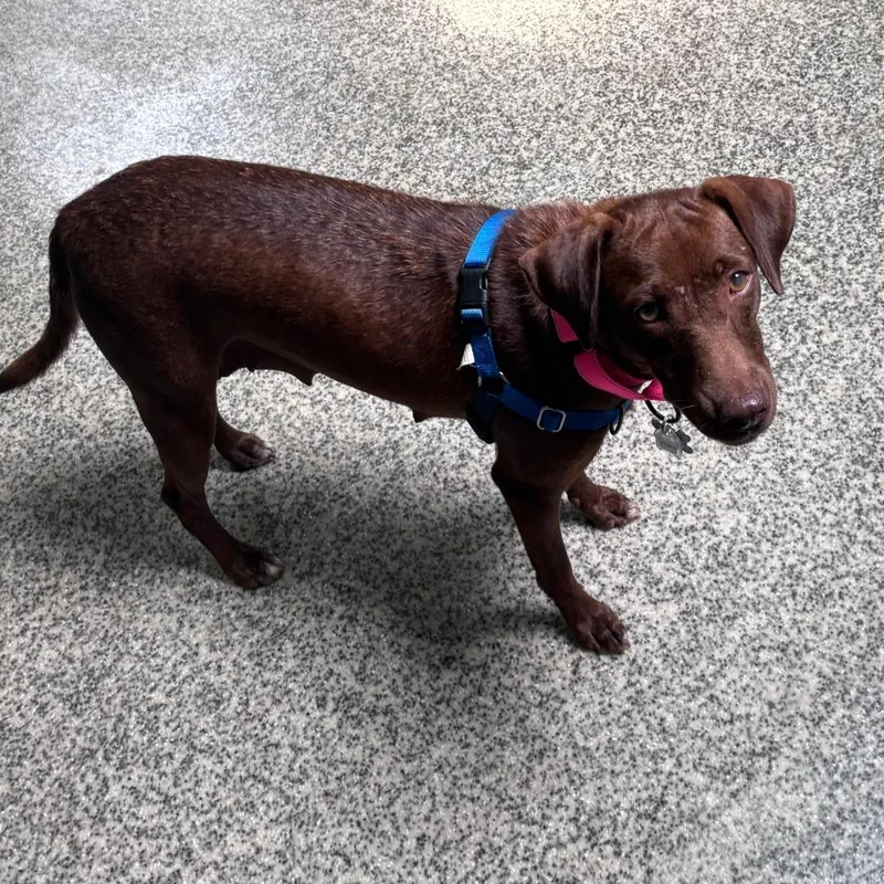 An adult medium-sized female Brown / Chocolate Labrador Retriever dog named Carambola for adoption in Falls Church, VA