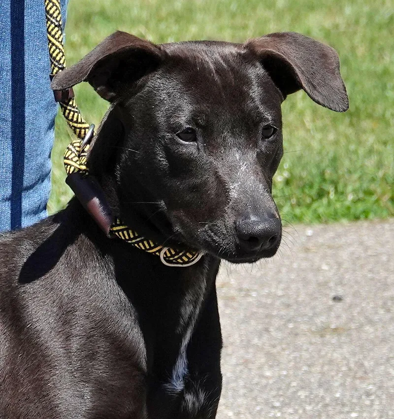 An adult medium-sized female Brown / Chocolate Mixed Breed dog named Clover for adoption in Millfield, OH