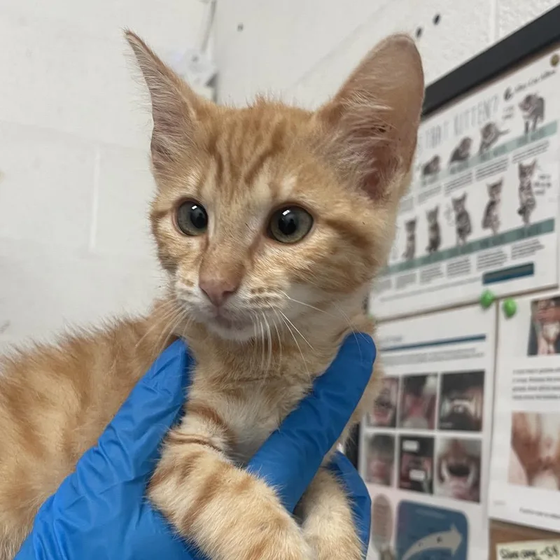 A baby small-sized female Orange / Red Domestic Short Hair cat named Candy Corn for adoption in Edinburg, TX