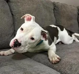 A young large-sized male Pit Bull Terrier dog named Reggie for adoption in Vanceboro , NC