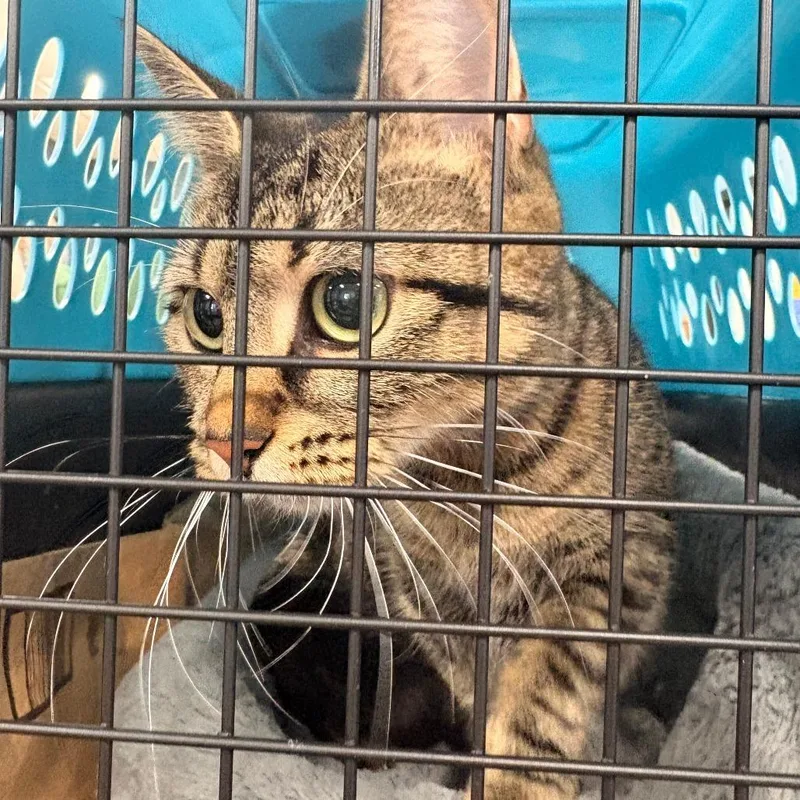 An adult medium-sized female Brown / Chocolate Domestic Short Hair cat named Anastasia for adoption in Newark, NJ