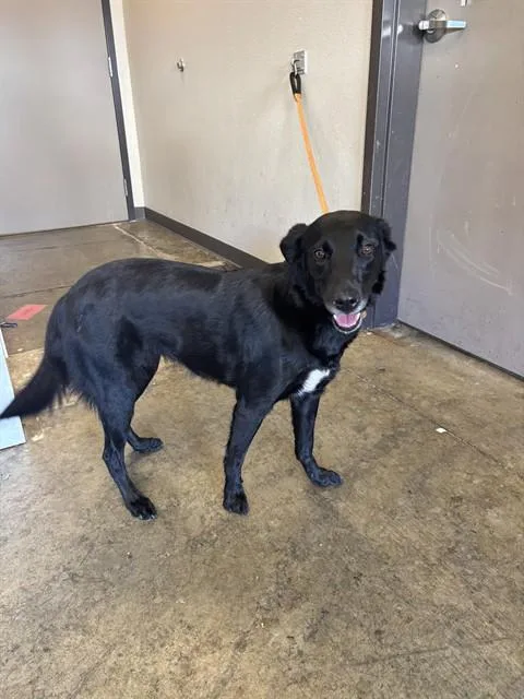 A young medium-sized male Border Collie dog named Benito for adoption in Ontario, CA