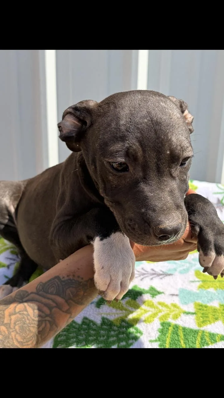 A baby medium-sized male Pit Bull Terrier dog named Buzz for adoption in Paradise, TX
