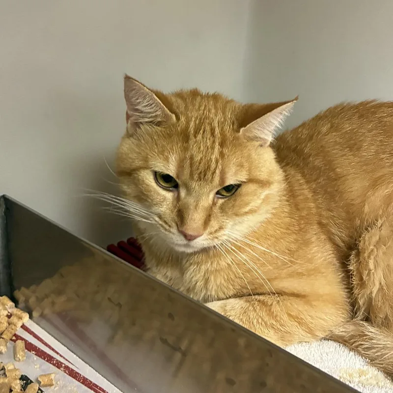 An adult medium-sized male Orange / Red Domestic Short Hair cat named Gerard for adoption in Harrisonburg, VA