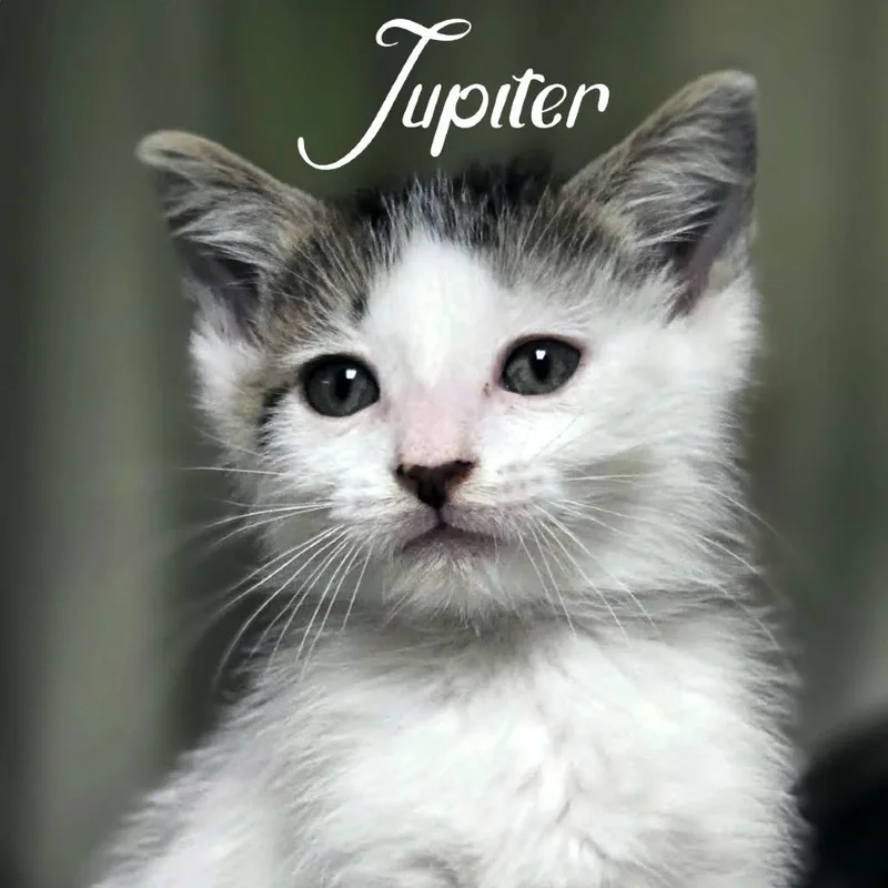 A baby small-sized male Black Domestic Short Hair cat named Jupiter for adoption in Prosper, TX