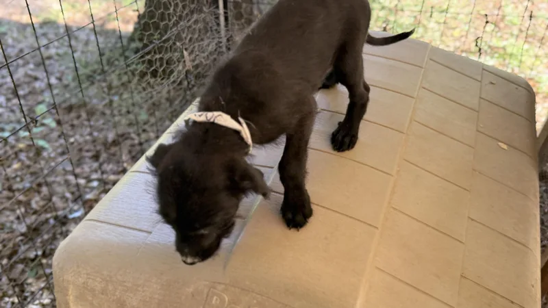 A baby medium-sized female Poodle dog named Jacie for adoption in Fosters, AL