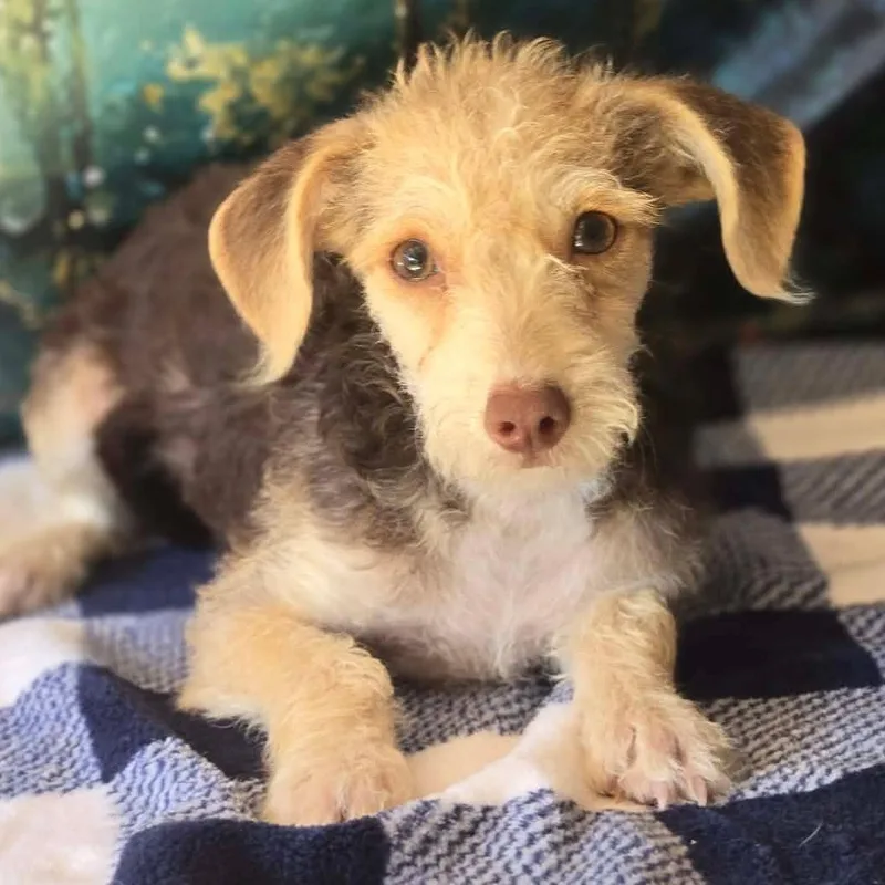 A young small-sized female Chihuahua dog named Evie for adoption in Tylertown, MS