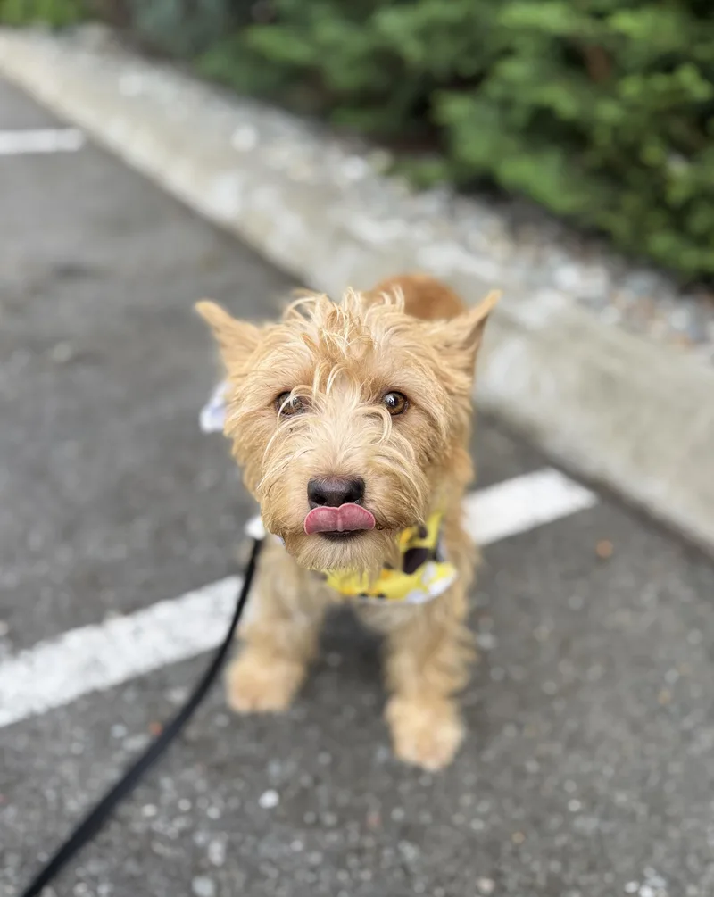 A young small-sized male Terrier dog named Cedar for adoption in lynnwood , WA
