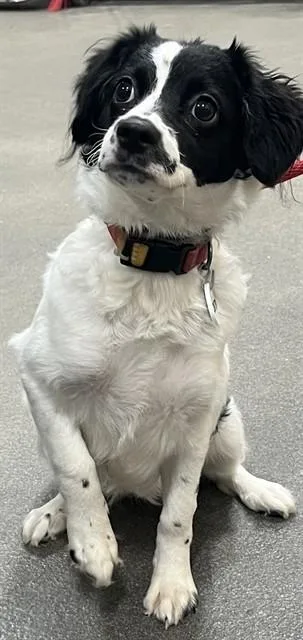 A baby small-sized female Papillon dog named Prarie for adoption in Upper Marlboro, MD