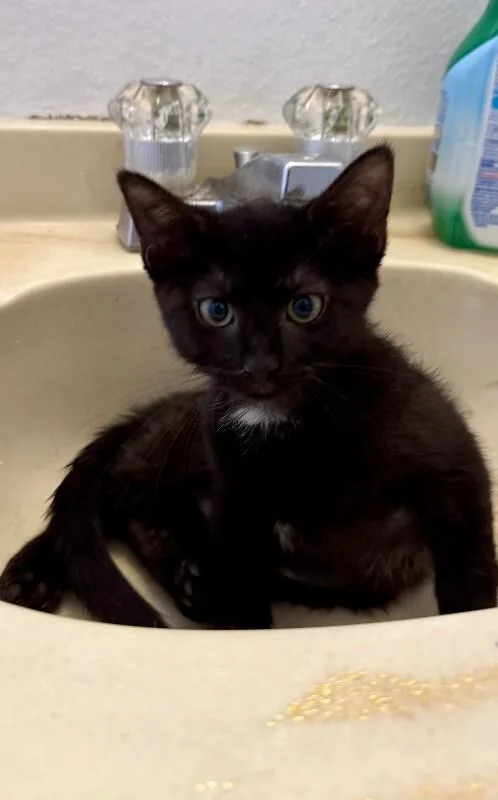A young medium-sized female Black Domestic Short Hair cat named Shimmy for adoption in Fort Collins, CO