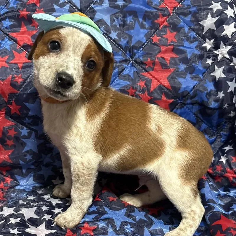A baby medium-sized male White / Cream Pointer dog named Lighting Logan for adoption in Fredericksburg, VA