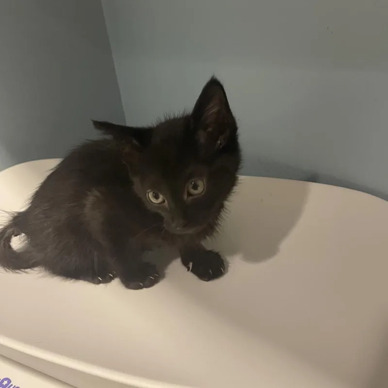 A baby small-sized male Black Domestic Short Hair cat named Charmer for adoption in Chattanooga, TN