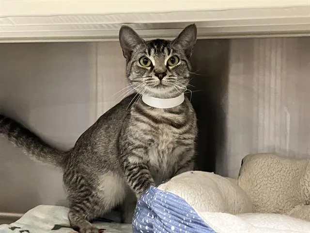 A young small-sized female Domestic Short Hair cat named Natayla for adoption in Tustin, CA