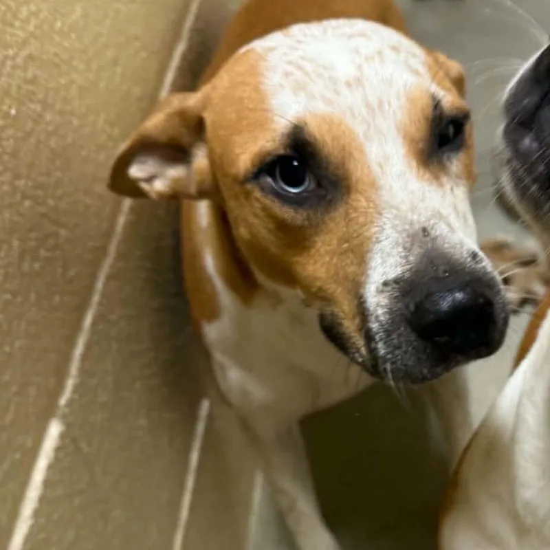 A baby medium-sized female White / Cream Labrador Retriever dog named Luna for adoption in Palestine, TX