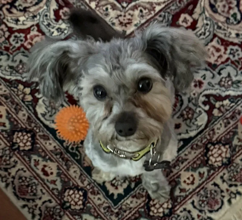 Onyx Otto