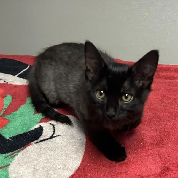 A baby small-sized female Domestic Short Hair cat named Roly for adoption in Oakland, CA