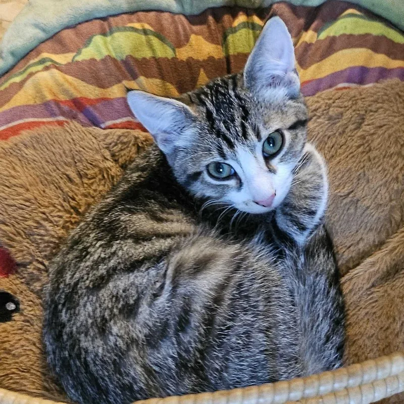 A young small-sized male Brown / Chocolate Domestic Short Hair cat named Strawberry for adoption in Medina, OH