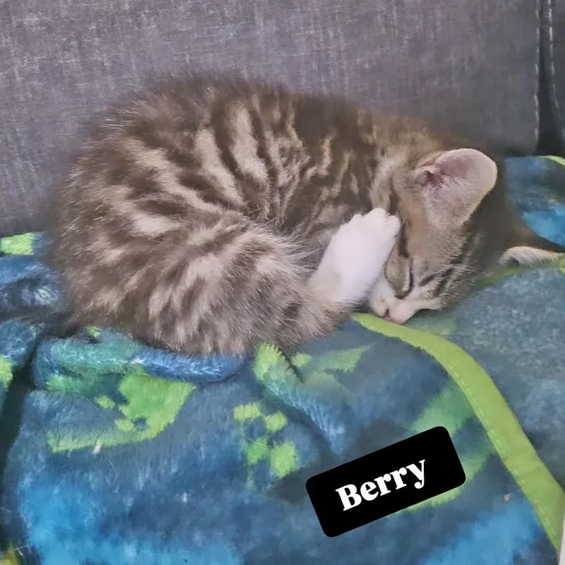Strawberry thumbnail 2