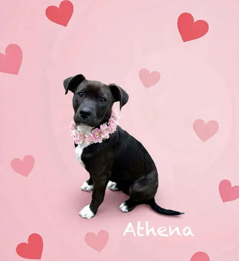 Athena thumbnail 2